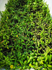 Launaea sarmentosa in my garden