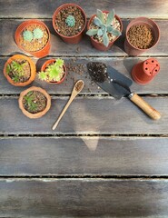 Succulent Cactus Preparing : Cactus transplantation in a new pot with soil, drainage, shovel rake, pot on wooden floor. Copy space.