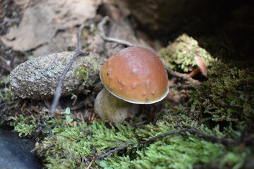 A porcini mushroom at Acadia National Park in Maine.