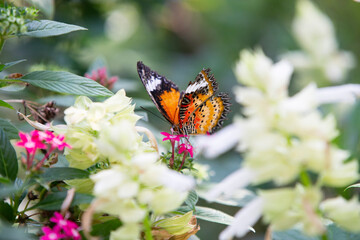 butterfly on flower