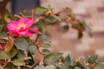 pink rose bush