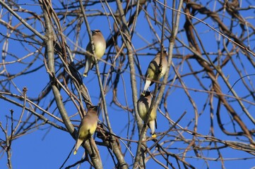 Cedar waxwing birds