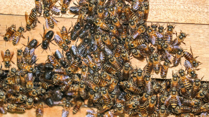 bees,Many bees cling to the crates.