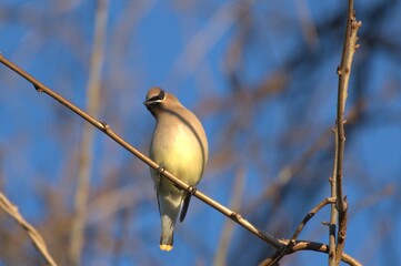 Cedar waxwing bird