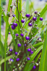native Australian Dianella grass plant with edible blue berries outdoor in sunny backyard