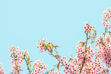 Pink sakura flower, Cherry blossom, Himalayan cherry blossom closeup background in Thailand.