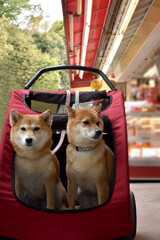 柴犬・カート・多頭