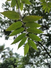 green leaves of a tree
