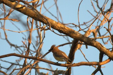 Cedar waxwing bird