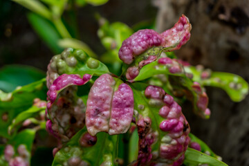 photo of leaves affected by aphids