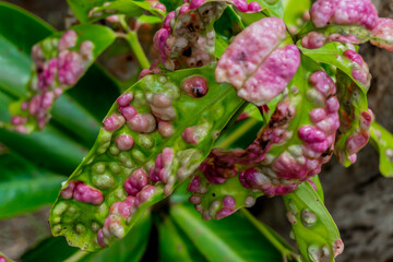 photo of leaves affected by aphids