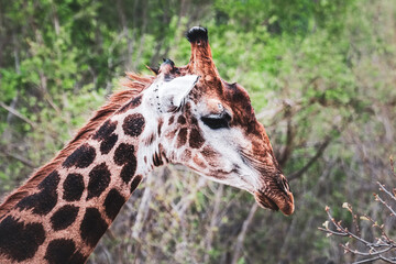 close up of a giraffe in the wild
