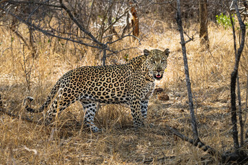 Leopard in wild