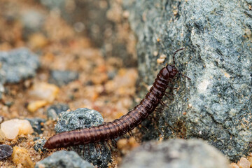 Millipede crawling in the dirt on a spring morning