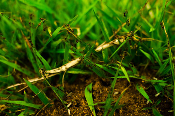 Ant Hill in the Grass