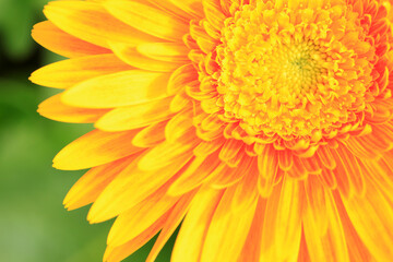 African chrysanthemum