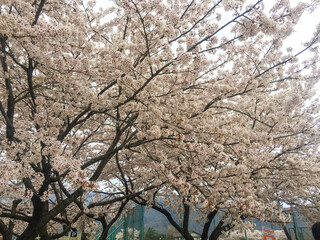 Cherry blossoms are in full bloom.,Sakura