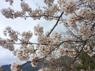 Sakura in full bloom