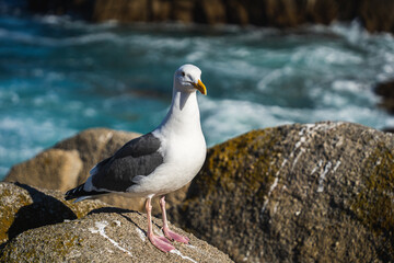 Seagull Standing on Rock