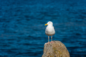 Seagull Standing on Rock
