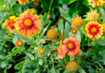 Vibrant Yellow and Orange Flowers