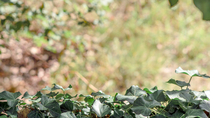 Blur garden tree nature background with bokeh light, blurred green garden, park in autumn and summer, blur nature outdoor abstract background