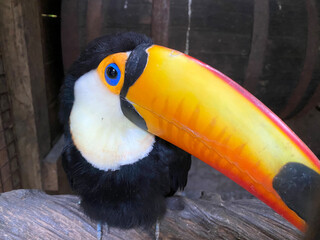 Close up for toco toucan (Ramphastos toco), also known as the common toucan or giant toucan, There are several species of birds in the toucan family, some with names like aracari or toucanet.