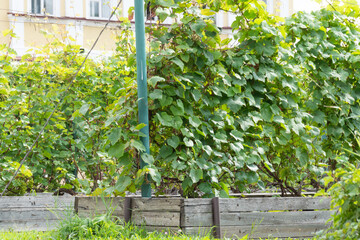 Vineyards. The Nile Desert. The monastery of the Nilo - Stolobenskaya Pustyn. Tver region. 