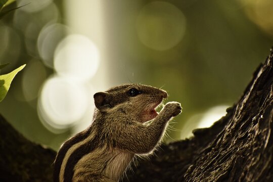 asiatic stripped squirrel 