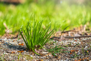 Fresh green grass close up in spring or summer. Nature background