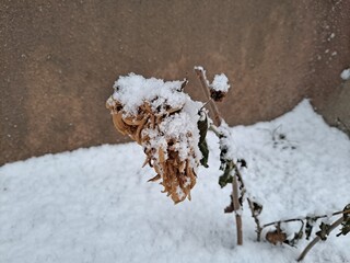 Dry yellow flowers covered with snow.