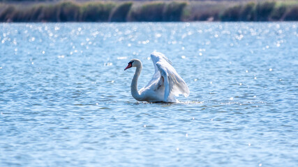 Graceful white Swan swimming in the lake and flaps its wings on the water. Valentine's Day background