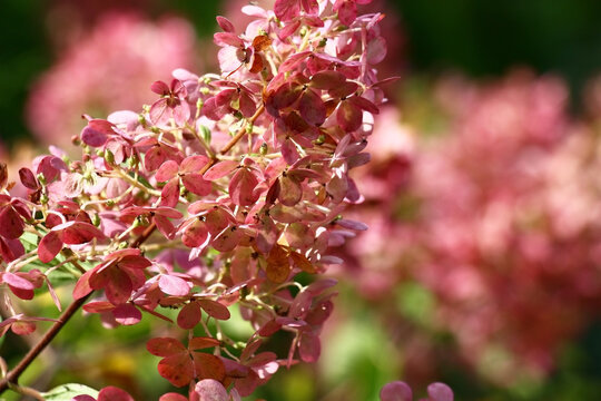 Petals of flowers of a hydrangea are painted in dark tone of pink color. On leaves and flowers morning dew sparkles.