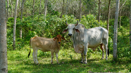 Local cows on Phuket