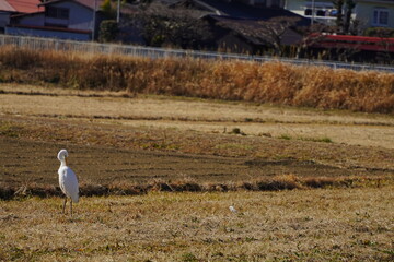 Obraz premium 白鷺