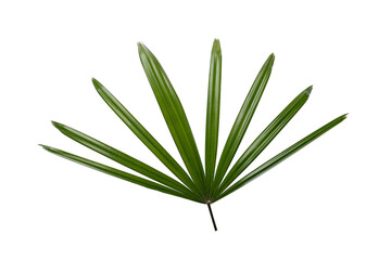 Lady palm leaf on white background