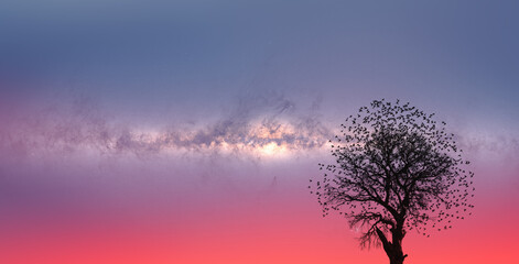 Fototapeta na wymiar Lone dead tree with amazing Mily Way at sunset