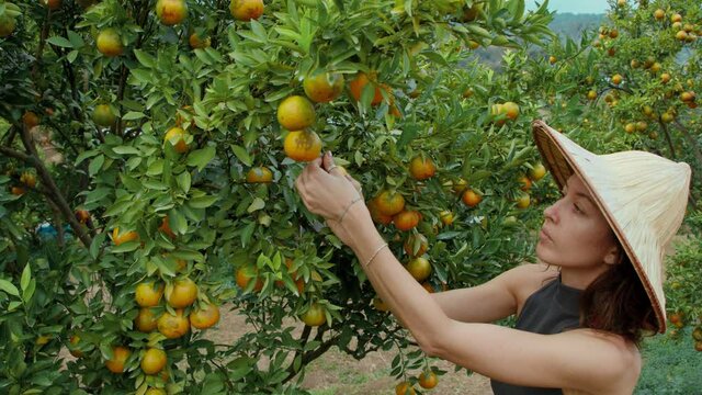 girl wearing a vietnamese hat in an orange garden plucking an orange from a tree. cinematic shot bmpcc 6k