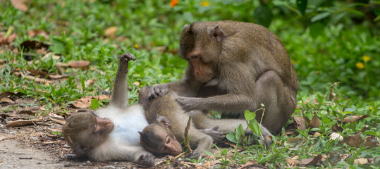 Naklejka na ściany i meble Sacred Monkey Forest Sanctuary, monkeys with a baby preening each other