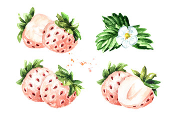 Ripe berries Pineberries or white strawberry compositions set. Watercolor hand drawn illustration  isolated on white background