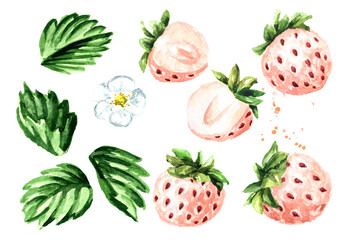 Ripe berries Pineberries or white strawberry elements set. Watercolor hand drawn illustration  isolated on white background