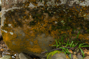 Selectively focus on mossy rocks in the wild