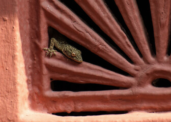 house lizard peeking out