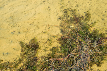 Near the sandy river bank