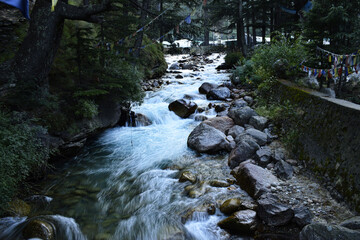 stream in the forest