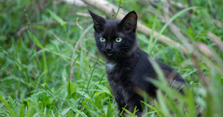 Naklejka na ściany i meble The cold stare of the young adorable pet, fully focused and listen closely, cat aye and the face front view close up. green eyes and dark furry wild cat sitting tall in a grass field,