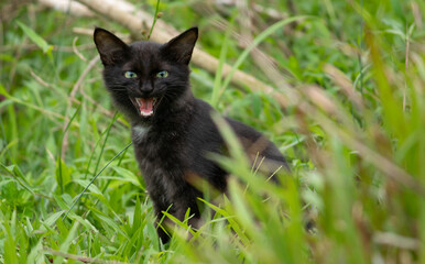 Naklejka na ściany i meble A cute adorable dark furry cat opens its mouth and meowing in the grass field, sitting in the shaded area, a scary facial expression showing by the black cat. a horrific vampire like small teeths