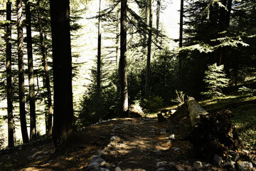 forest in the morning
