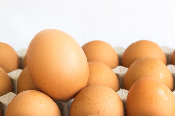 Eggs in egg tray white background, close up