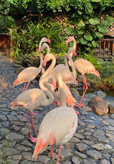 The beauty of nature flamingos are cute pink birds. Usually standing with one leg. Flamingos are long-legged wading birds that are usually covered in bright pink feathers.